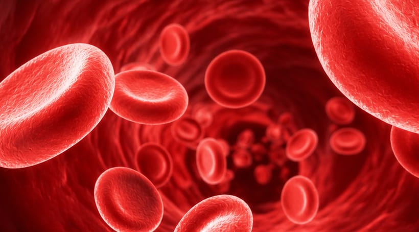 A single blood cell completes a full circuit of the body in about a minute.