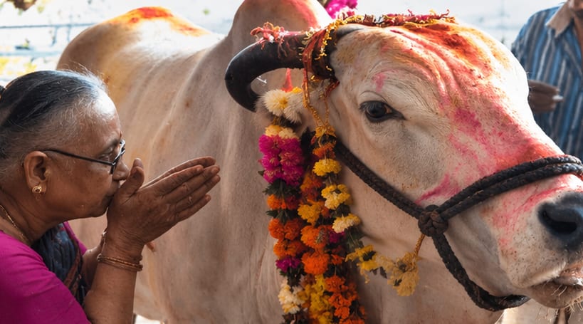 India produces more milk than any other country.